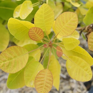 Winecraft Gold Smokebush - 4" Pot - Cotinus - Proven Winners