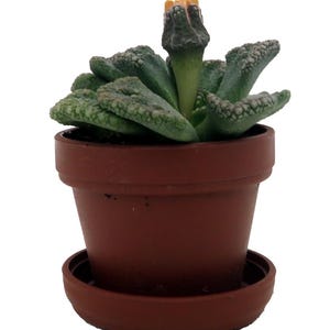 Dinosaur Foot Living Stone Plant - Titanopsis - 1" Pot - Collector's Series