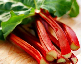 Canadian Red Rhubarb - The Pie Plant! - Hardy - #1 Top Size Root