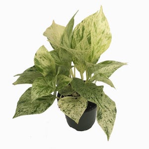 Marble Queen Devil's Ivy - Pothos - Epipremnum - 4" Pot