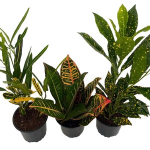 Croton Plant Assortment - 3 Pack in 4" Pots