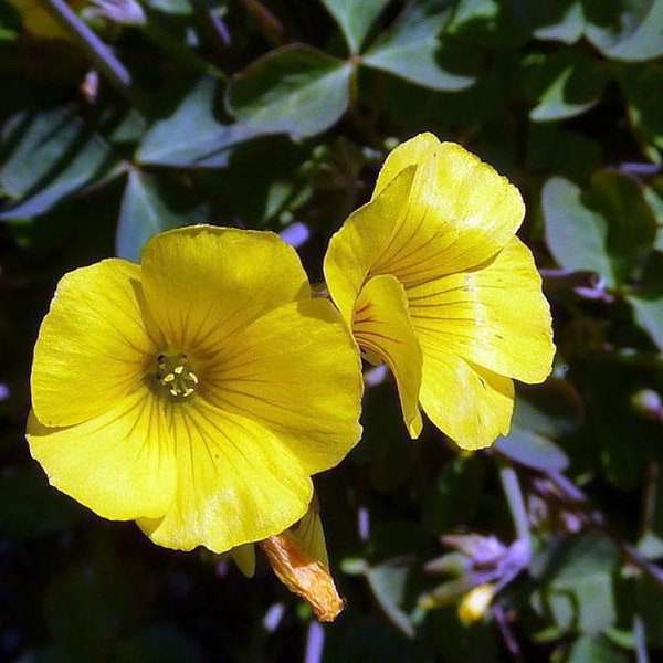 Lucky Gold Shamrock 50 Seeds -Oxalis valdiviensis- RARE