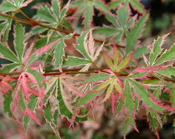 Butterfly Japanese Maple - Acer palma 'Butterfly' - 4" pot