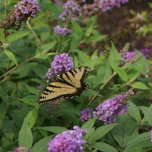 Lo & Behold® Blue Chip Jr. Butterfly Bush - 4" Pot - Buddleia - Proven Winners