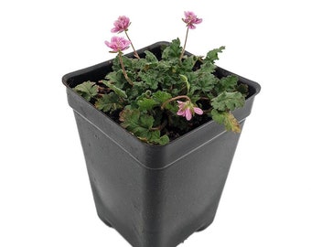 Double Pink Fairy Erodium - Cranesbill/Alpine Geranium -2.5" Pot - Fairy Garden