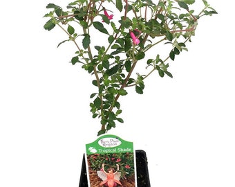 Lottie Hobby Fuchsia - Indoors/Out/Fairy Garden - Shade - 2.5" Pot