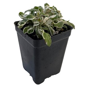 Calico Snow Queen Plant - Alternanthera ficoidea - 2.5" Pot