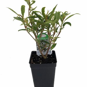 Willow Leaf Weeping Fig - Ficus - 2.5&quot; Pot - Fairy Garden Plant or Bonsai