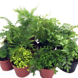 Mini Ferns for Terrariums/Fairy Garden - 10 Plants - 2" Pots