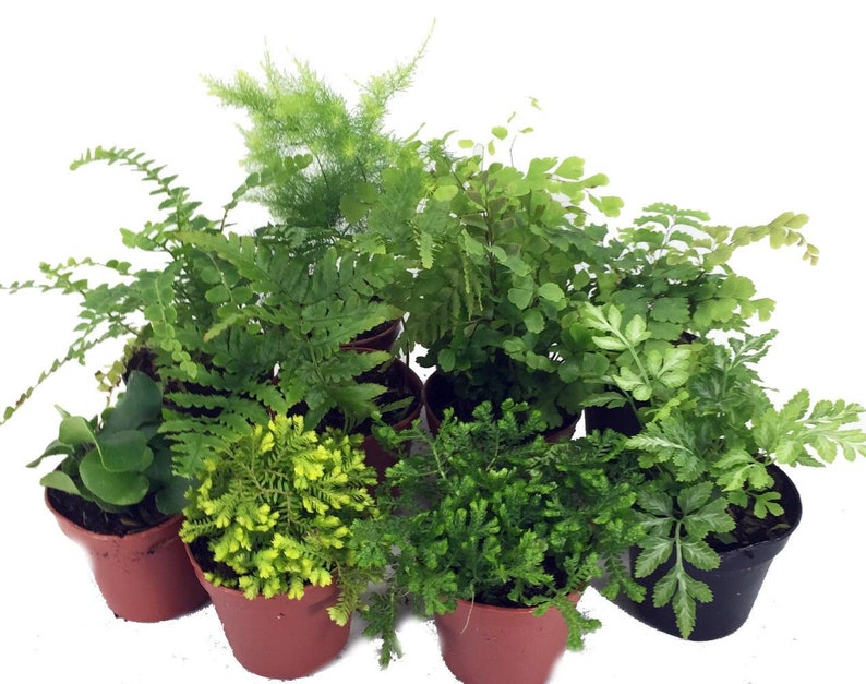 Mini Ferns for Terrariums/Fairy Garden 10 Plants 2 Pots image 1