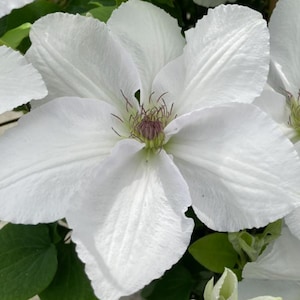 Guernsey Flute Clematis Vine Perennial - 2.5" Pot