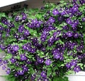 Jackmani Superba Clematis Vine - 2.5" Pot