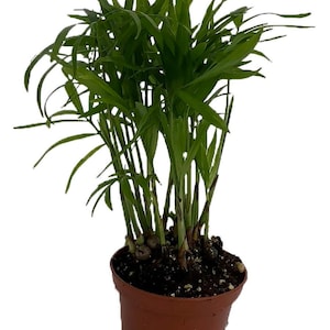 SUPER SALE - Victorian Parlor Palm - Neanthe Bella Palm - 2.5" Pot