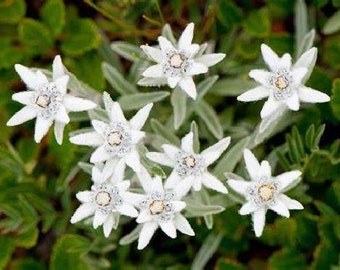 Edelweiss 100 Seeds - Leontopodium alpinum - Plant the Sound of Music