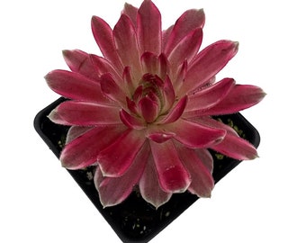 Chick Charms® Lotus Blossom - Sempervivum - 2.5" Pot