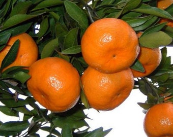 Ponkan Mandarin Tangerine Tree - No Ship Tx, Fl, Az, Ca, La, Hi - 4"x12" Pot