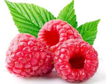 Heritage Red Raspberry Plant - 3.25" Pot