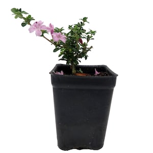 Cherry Blossom Serissa Tree - 2.5" Pot - House Plant, Fairy Garden Plant, Bonsai