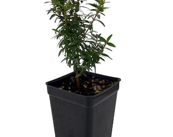 Mini Biblical Myrtle communis 'Minima' - 2.5" Pot - Fairy Garden/Houseplant