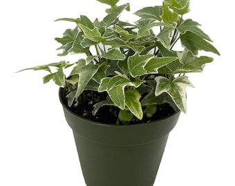 Glacier English Ivy - Hedera - 4" Pot -