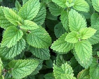 Lemon Balm Perennial - Melissa officinalis - 2.5" Pot