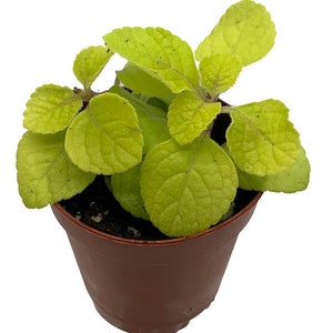 Golden Lemon Swedish Ivy Plant - Plectranthus - 2.5" Pot - Easy to Grow Houseplant