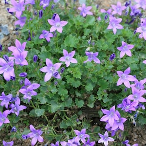 Birch Hybrid Siberian Bellflower - Campanula Birch Hybrid - Quart Pot