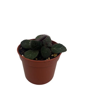 Frosted Jade Asian Violet - Primulina pseudoyungfuensis - 2.5" Pot - House Plant