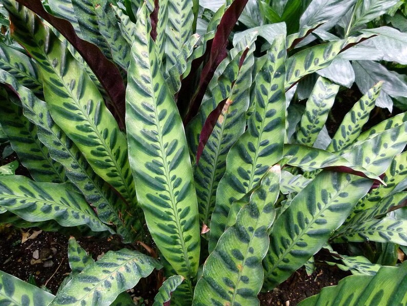Rattlesnake Plant Calathea lancifolia Easy House Plant Etsy