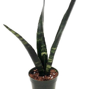 SALE-Black Coral Snake Plant - Sansevieria - Almost Impossible to kill - 4" Pot