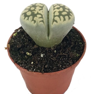 Living Stone Plant - Lithops - 2" Pot - Strange Plant - Collector's Series