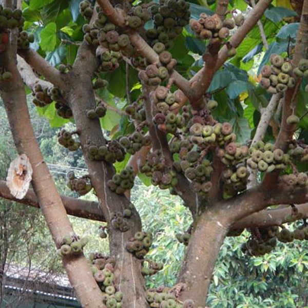 Elephant Ear Fig Tree - Ficus auriculata -  10 Seeds