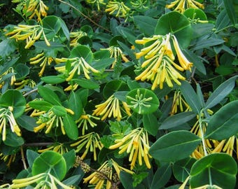 John Clayton Climbing Honeysuckle Vine - Lonicera - 2.5" Pot