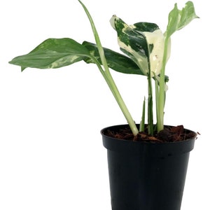 Monstera Lechleriana - Variegated - Easy to Grow - 4" Pot