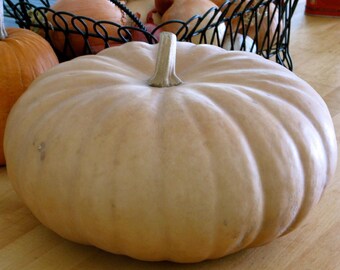 Long Island Cheese Pumpkin 20 Seeds