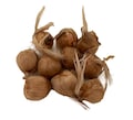 Saffron Crocus 10 Bulbs + Saffron Bulb Food - Crocus Sativus