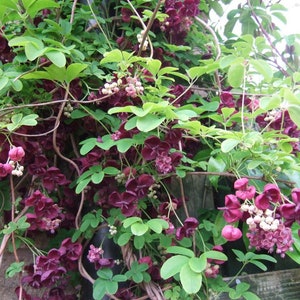 Chocolate Vine Perennial - Akebia quinata - 2.5"  Pot