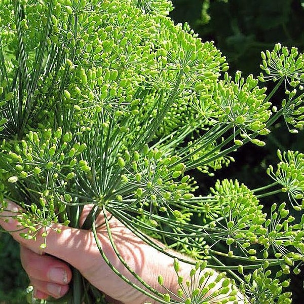 Bouquet Dill Herb - 100 Seeds