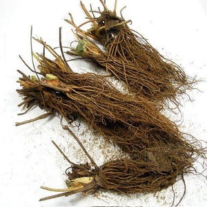 Everbearing Ozark Beauty Strawberry Plants 10 Bare Root Plants - Top Producer