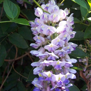 Blue Moon Wisteria Vine - Huge Fragrant Blooms - 4" Pot