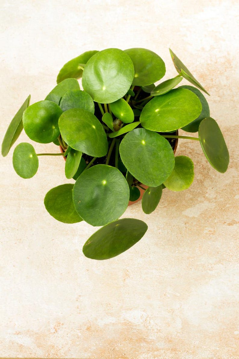 Hirt's Gardens Chinese Money Plant - Thumbnail 5