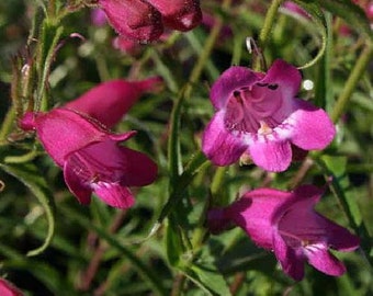 Red Rocks Bearded Tongue Perennial - Penstemon - Live Plant - Quart Pot