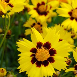 Sunkiss Coreopsis - 20 Seeds
