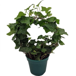 Living Wreath English Ivy - Hedera - 4" Pot with Hoop Trellis - Indoors
