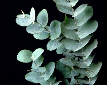 Silver Dollar Eucalyptus Plant - Easy Indoors/Out - 4" Pot - Collector's Series