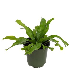 Crissie Japanese Bird's Nest Fern - 4" Pot - Asplenium antiquum - Easy to Grow