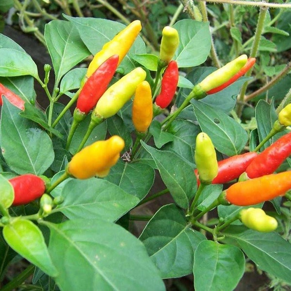 Tabasco Pepper Plant - 2.5" Pot - Make Your Own Hot Sauce