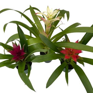 Guzmania Vase Plant Collection - Bromeliad - 3 Plants in 4" Pots afbeelding 1