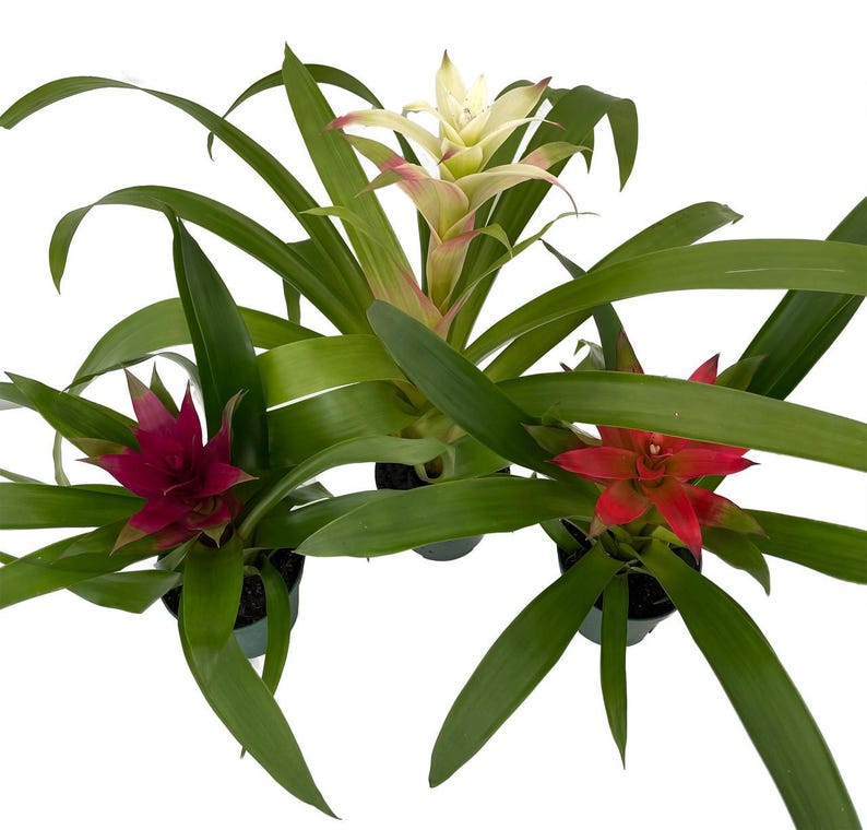 Guzmania Vase Plant Collection - Bromeliad - 3 Plants in 4" Pots afbeelding 1