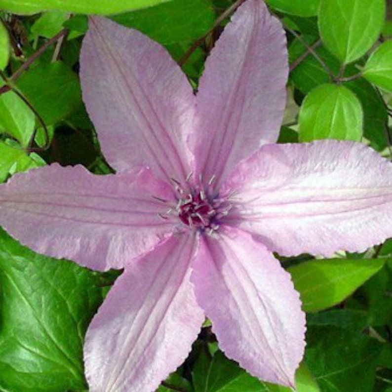 Clematis Hagley Hybrid Pink Chiffon Vine 2.5 Pot Etsy